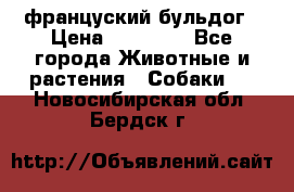 француский бульдог › Цена ­ 40 000 - Все города Животные и растения » Собаки   . Новосибирская обл.,Бердск г.